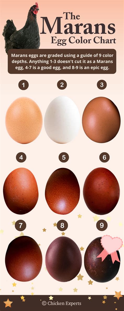 female cuckoo maran|cuckoo maran egg color chart.